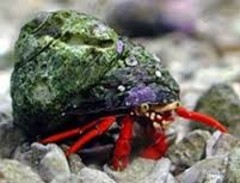 Products tagged with how big do Scarlet Hermit Crab get