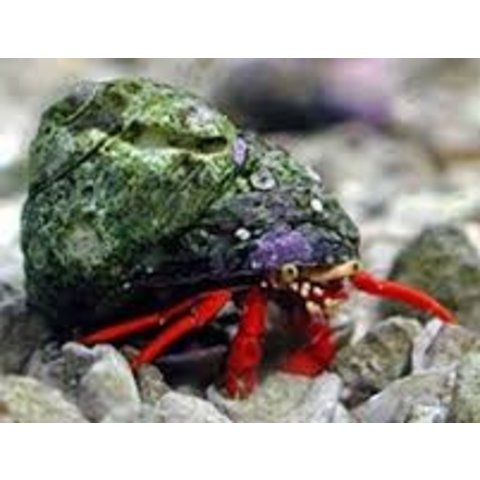 Red Scarlet Hermit Crab