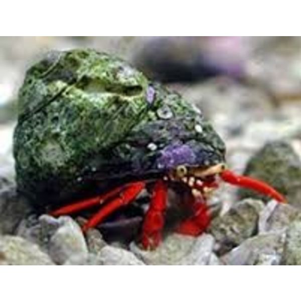  Red Scarlet Hermit Crab