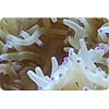 Sebae Anemone