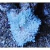 Sebae Anemone