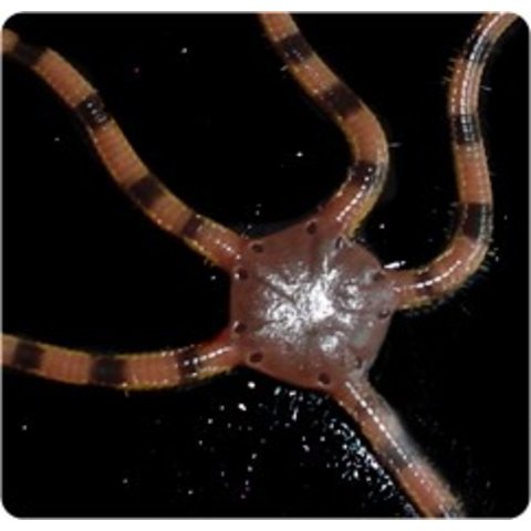 Serpent Starfish