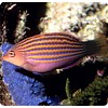 Six Line Wrasse ( Pseudocheilinus hexataenia  )