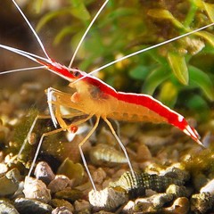 Products tagged with Cleaner Shrimp