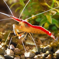 Products tagged with saltwater shrimp