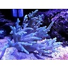 Spaghetti Finger Leather Frag
