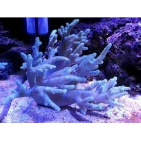  Spaghetti Finger Leather Frag