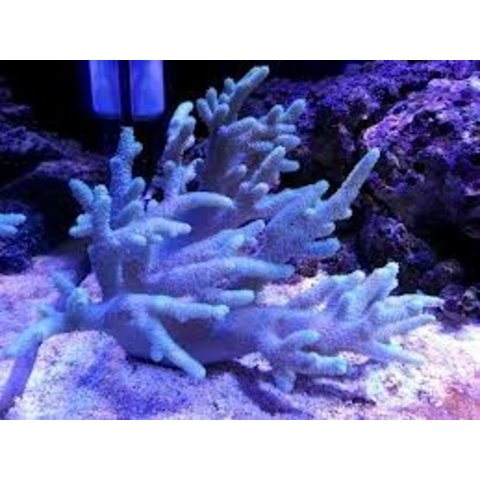 Spaghetti Finger Leather Frag