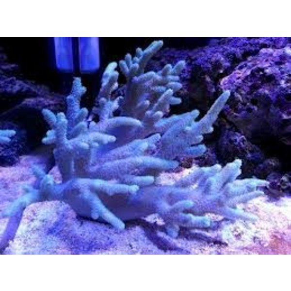  Spaghetti Finger Leather Frag