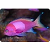 Squareback Anthias Male