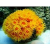 Sun Coral, Orange