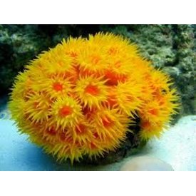  Sun Coral, Orange