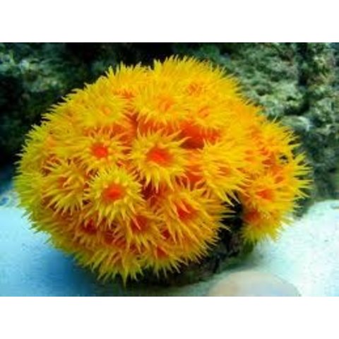 Sun Coral, Orange