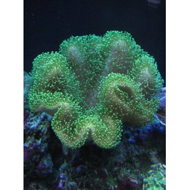  Green Toadstool Coral