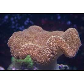  Toadstool Leather Green