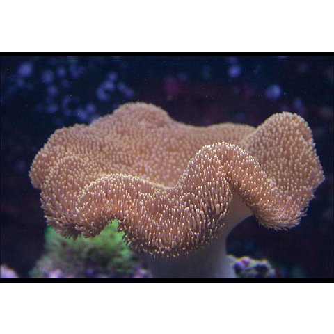Toadstool Leather Green