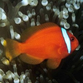  Tomato Clownfish