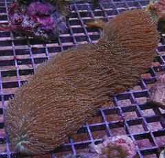 Products tagged with hairy tongue coral
