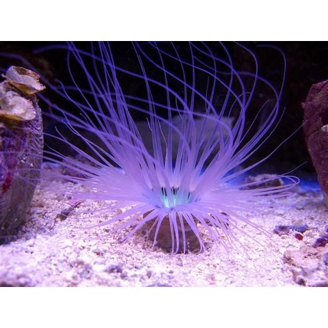 Tube Anemone