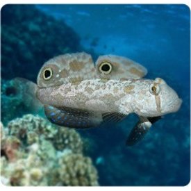  Twin Spot Goby ( Signigobius biocellatus  )