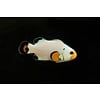 Wyoming White Clownfish (Ocellaris)