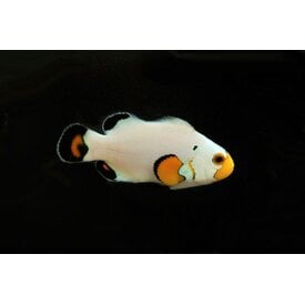  Wyoming White Clownfish (Ocellaris)
