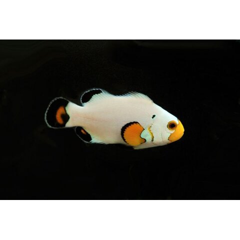 Wyoming White Clownfish (Ocellaris)