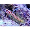 Yasha White Ray Shrimp Goby ( Stonogobiops yasha )