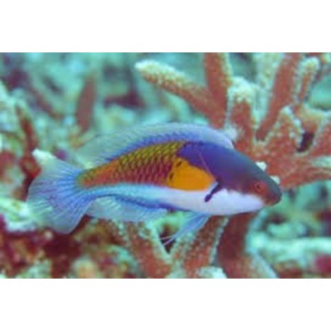 Yellow Flanked Fairy Wrasse