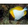 Pyramid Butterflyfish