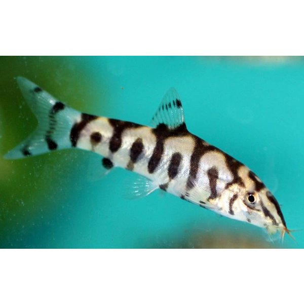 YoYo Loach
