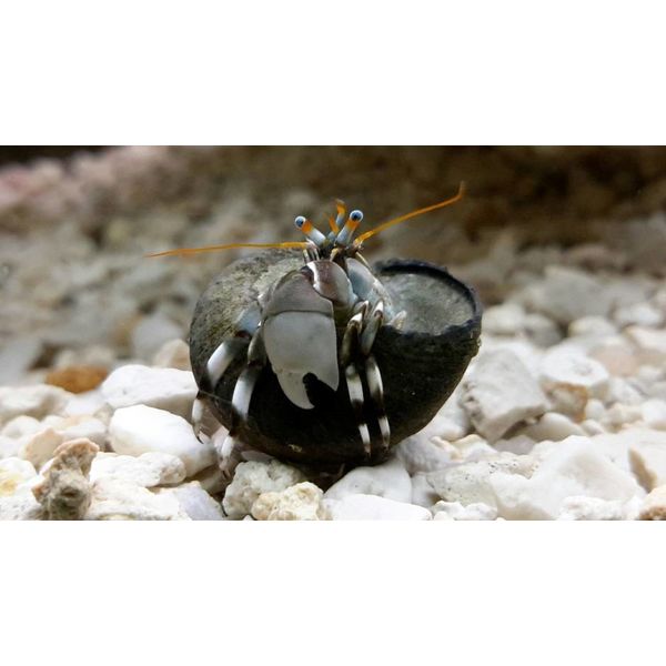 Lg White Claw Zebra Hermit