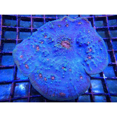 Mummy Eye Chalice Frag