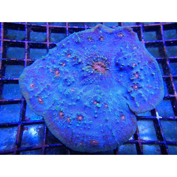  Mummy Eye Chalice Frag