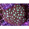 Blastomussa merletti Frag
