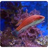 Carpenter's Flasher Wrasse