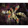 Decorator Crab