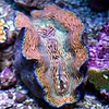 Derasa Clam (Tridacna derasa)