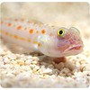 Diamond Watchman Goby ( Valenciennea puellaris  )