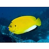Flagfin Angelfish