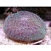 Fungia Coral, Two Tone