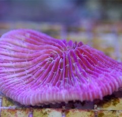 Products tagged with fungia coral