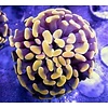 Assorted Golden Hammer Colony