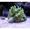 Finger Leather Green Aquacultured