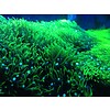 Green Star Polyp Rock - Large