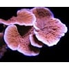 Montipora Capricornis, Orange