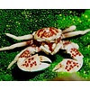 Porcelain  Crab