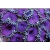 Purple Death Zoa Frag