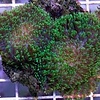 Rhodactis Hairy Mushroom