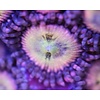Small Zoa Frag